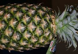 Ananas