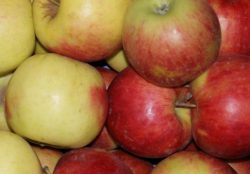 Äpfel Jonagold