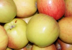 Äpfel Braeburn (neue Ernte)