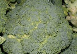 Broccoli / Brokkoli