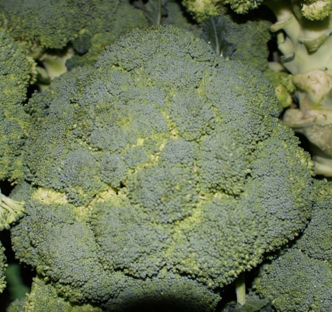 Broccoli / Brokkoli