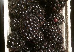 Brombeeren