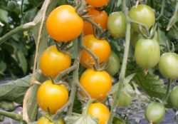 Gelbe Cocktailtomaten