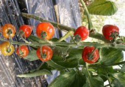 Cocktailtomaten (Gardenberry)