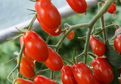 Dattelcocktailtomaten