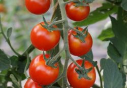 Cocktailtomate rund (rot)