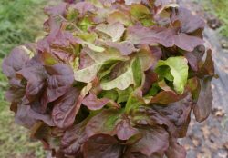 Eichblattsalat, rot