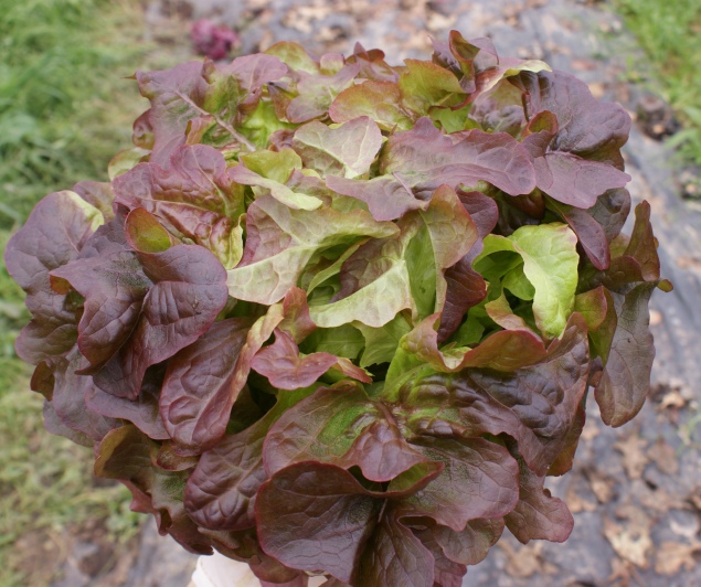 Eichblattsalat, rot