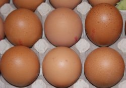 Eier L