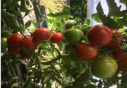 Eiertomaten
