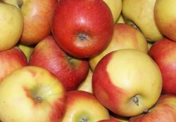 Äpfel Elstar