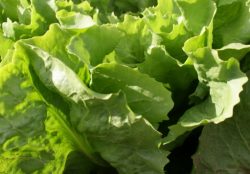 Endiviensalat
