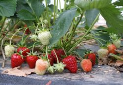 Erdbeeren (500g)
