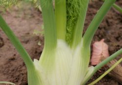 Fenchel
