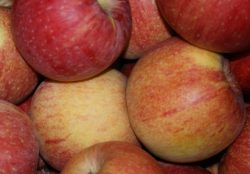 Äpfel Fuji