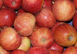 Äpfel Gala