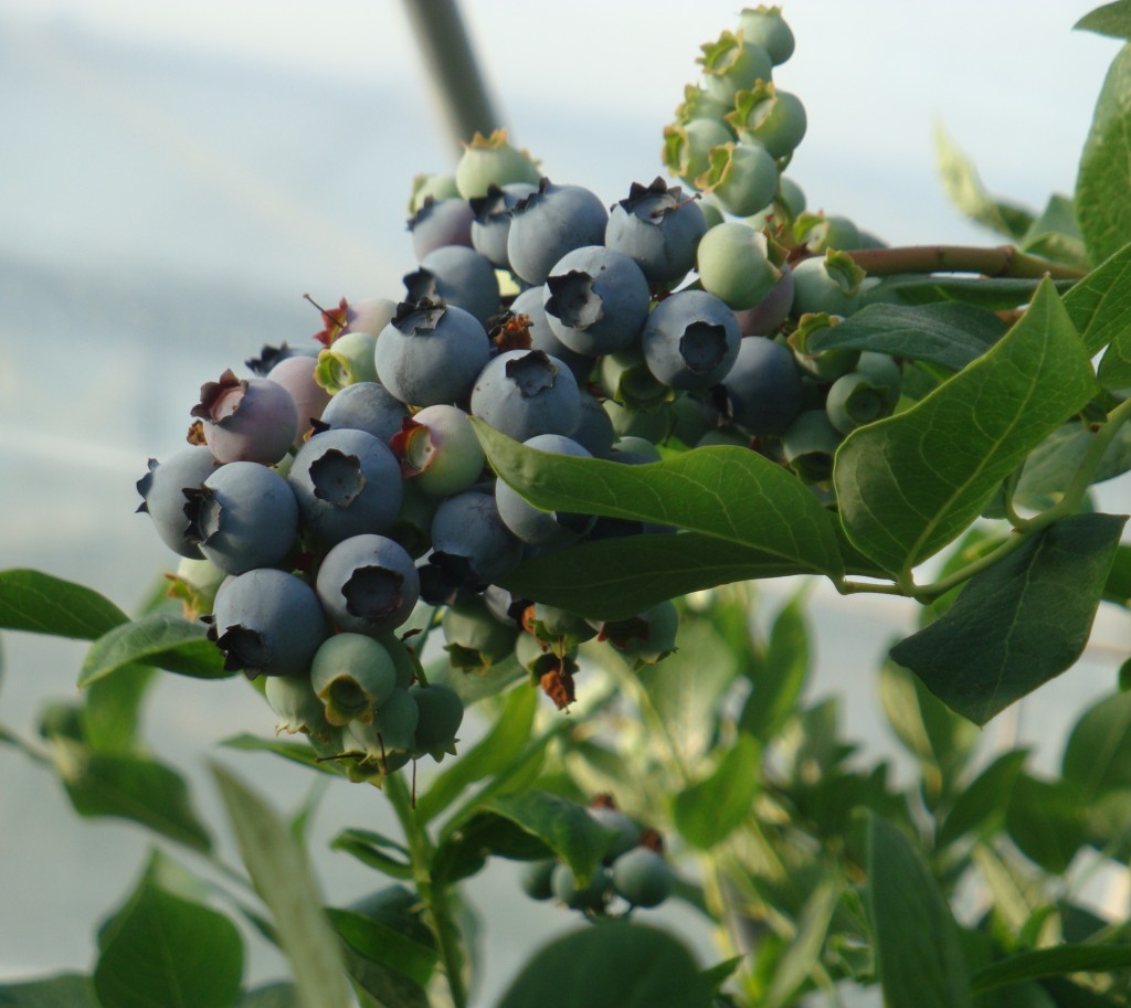 Heidelbeeren