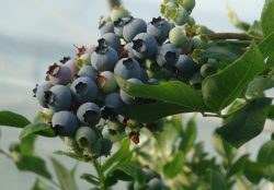 Heidelbeeren