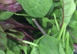 Wildkräutersalat (schüsselfertig)
