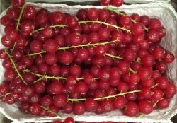 Johannisbeeren