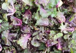 Kalettes (Flower Sprouts)