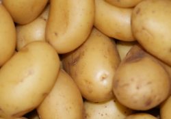 Kartoffeln Annabelle