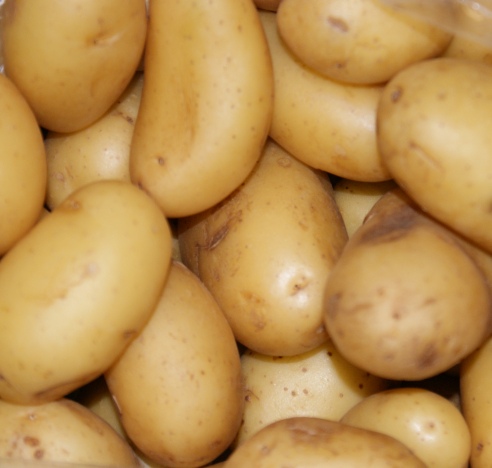 Kartoffeln Annabelle neue Ernte