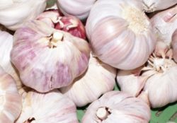 Knoblauch getrocknet