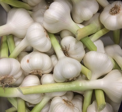Knoblauch-frisch.jpg