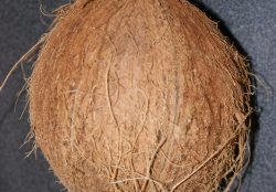 Cocos nucifera