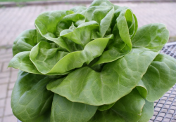 Kopfsalat grün