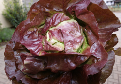 Kopfsalat rot