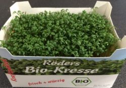 Kresse