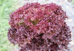 Lollo Rosso