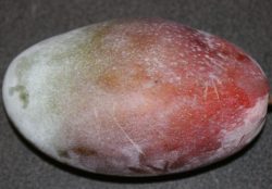 Mangifera indica