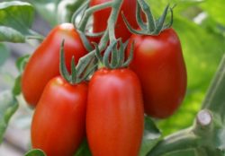 San Marzano-Tomate (Flaschentomate)