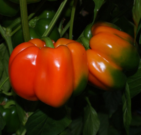 orange Paprika