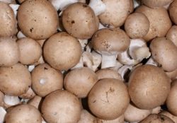 braune Champignons
