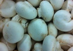 weisse Champignons