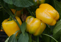 gelbe Paprika