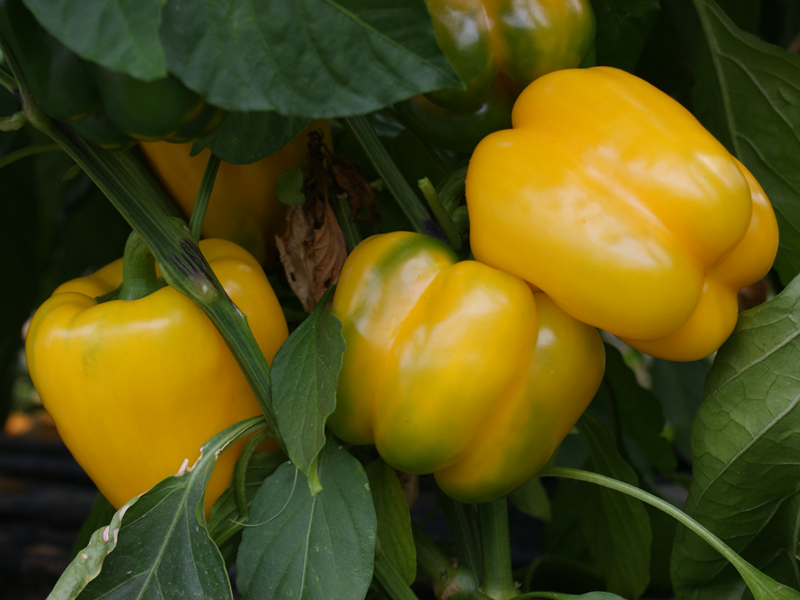 Schmitt´s Gemüsekiste gelbe Paprika Schmitt´s Gemüsekiste