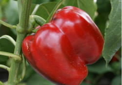 rote Paprika