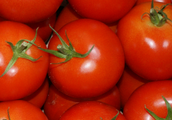 normale Tomaten