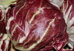 Radicchio