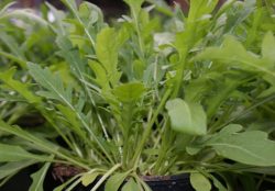 Rucola