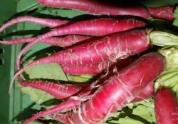 roter Rettich