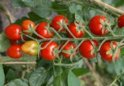 Rispencocktailtomaten oval (Romantic)