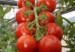 Strauchtomaten