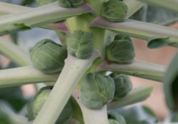 Rosenkohl