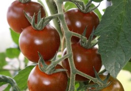 Braune Cocktailtomaten